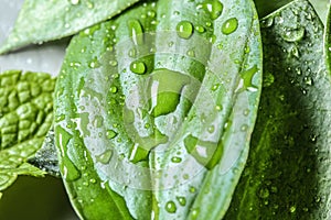 Water drops and fresh green leaves