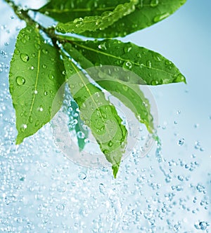 Water drops and Fresh Green Leaves