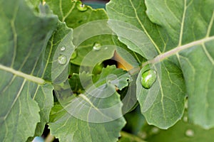 Water drops on fresh green leaves