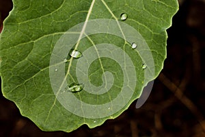 Water drops on fresh green leaves