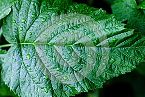 Water drops on fresh green leaves