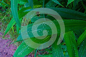 Water drops on fresh green leaves after rain