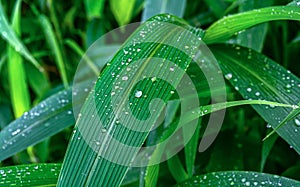 Water drops on fresh green leaves after rain