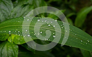 Water drops on fresh green leaves after rain