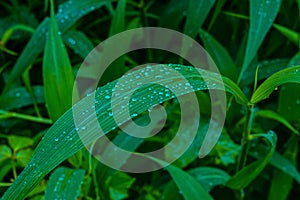 Water drops on fresh green leaves after rain