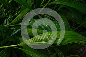 Water drops on fresh green leaves after rain