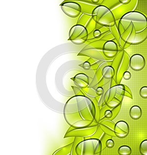 Water drops on fresh green leaves texture, copy space for your t