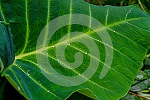 Water drops on fresh green taro leaf after rain