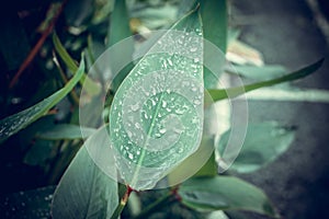 Water drops on fresh green tropical leaf. Bali tropics, Indonesia. Fresh green exotic background.