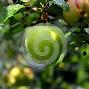 Water drops and fruit madness. Small apples in an apple tree in orchard, in early summer