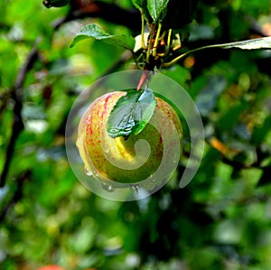 Water drops and fruit madness. Small apples in an apple tree in orchard, in early summer