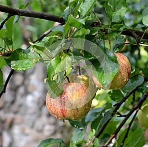Water drops and fruit madness. Small apples in an apple tree in orchard, in early summer
