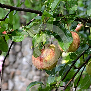 Water drops and fruit madness. Small apples in an apple tree in orchard, in early summer