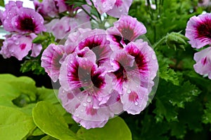 Water Drops on Geranium