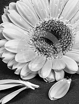 Water drops on Gerbera daisy flower