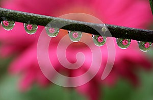 Water Drops with Gerbera Daisy Flower Reflection, macro