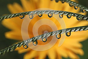 Water Drops with Gerbera Daisy Flower Reflection, macro