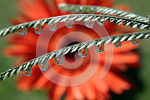 Water Drops with Gerbera Daisy Flower Reflection, macro