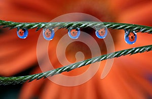 Water Drops with Gerbera Daisy Flower Reflection, macro