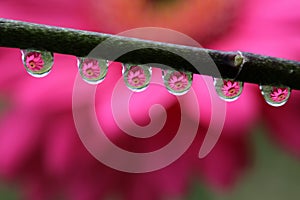 Water Drops with Gerbera Daisy Flower Reflection, macro