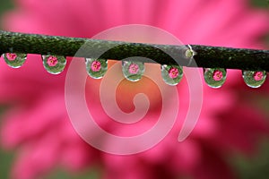 Water Drops with Gerbera Daisy Flower Reflection, macro