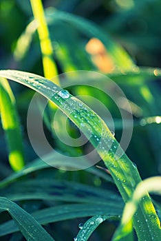 Water drops on grass