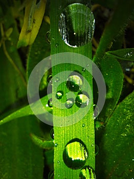 water drops in grass