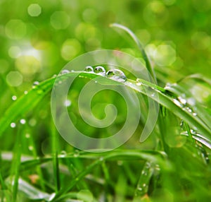 Water drops on grass.