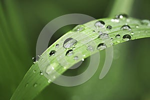 Water drops on grass blade