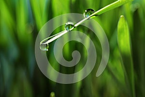 Water drops on grass blade against background, closeup