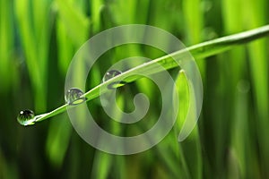 Water drops on grass blade against background, closeup