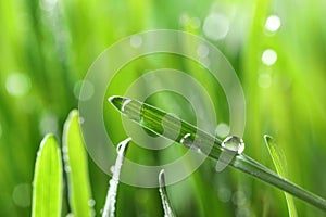 Water drops on grass blade against blurred background