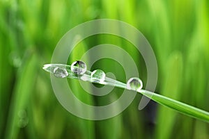 Water drops on grass blade against blurred background