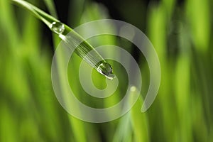 Water drops on grass blade against blurred background