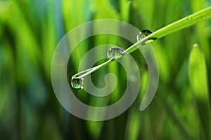 Water drops on grass blade against blurred background