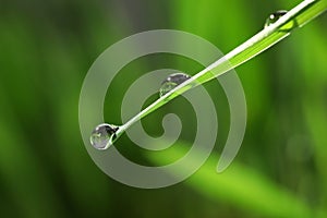 Water drops on grass blade against blurred background