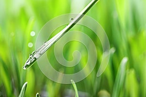 Water drops on grass blade against blurred background