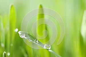 Water drops on grass blade against blurred background