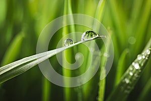 Water drops on grass blade against blurred background