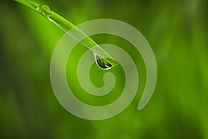 Water drops on grass blade against blurred background, closeup