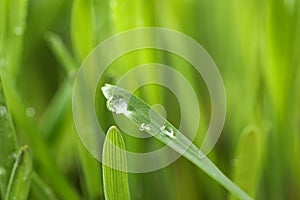 Water drops on grass blade against blurred background, closeup