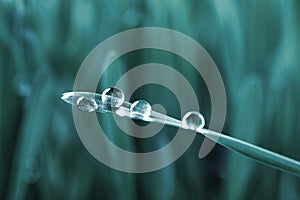 Water drops on grass blade against blurred background, closeup. Blue tone