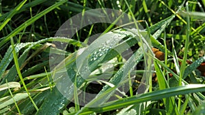 Water drops on grass leaves in windy weather 4K