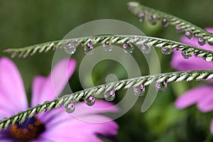 Water Drops on Grass Spikelet, macro photo
