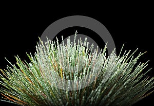 Water drops on grass tussock