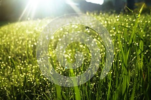 Water drops on the greem grass under the rays photo