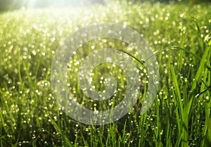 Water drops at the greem grass under sun rays photo
