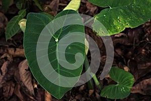 Water drops on green araceae leaf texture