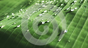 Water drops on green banana leaf