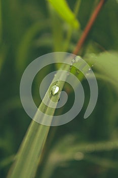 Water drops on green blade grass